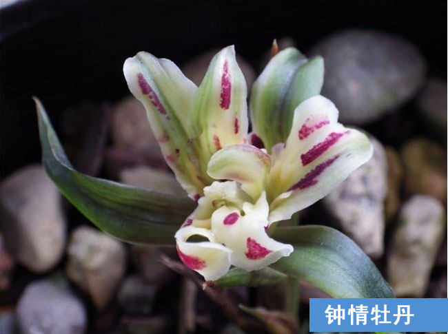 清仓价兰花春兰奇花珍品钟情牡丹特价促销 免邮