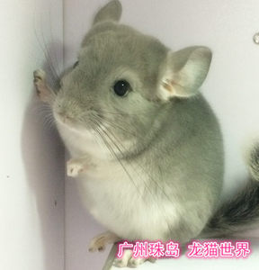 3个月大龙猫宝宝 紫灰MM 广州龙猫世界 欢迎到店挑选