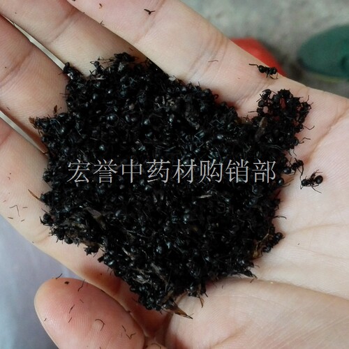 黑蚂蚁干 正宗野生大黑蚂蚁 拟黑多刺蚁 泡洒 500克