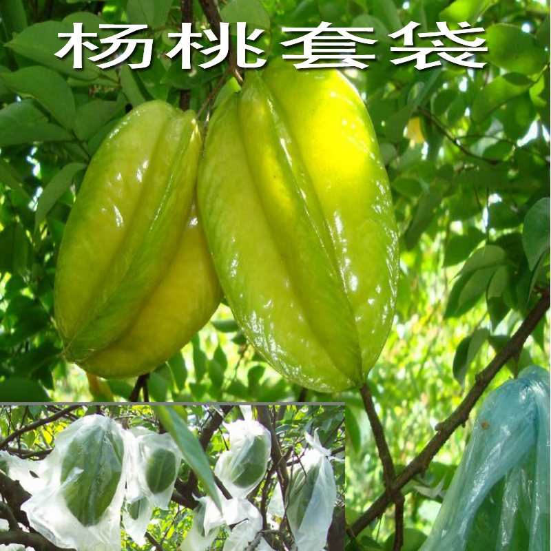 包邮耳朵番石榴杨桃百香果套单袋