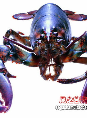 PS设计海报广告素材高清图库 美食 食材海鲜类网页背景图片80张