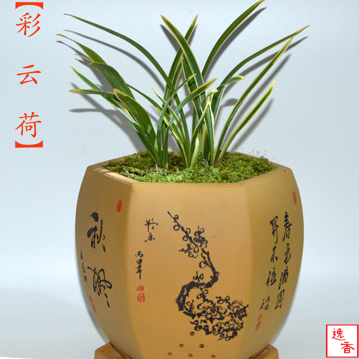 矮种春兰彩云荷金边叶艺兰花苗建兰墨兰蕙兰室内绿植盆栽花卉包邮