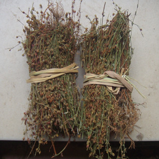 新晒野生中药材田基黄田基王地耳草黄花草雀舌草耳挖草500克包邮