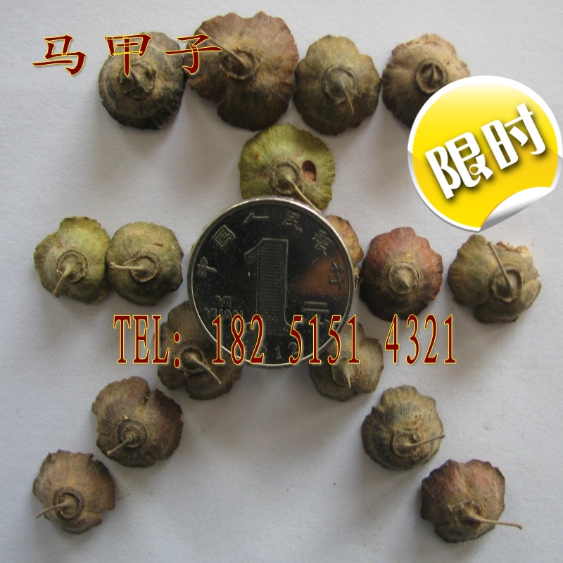 新采绿化篱笆 马甲子种子 马甲刺 铁篱笆 鸟不站刺 25/斤包邮