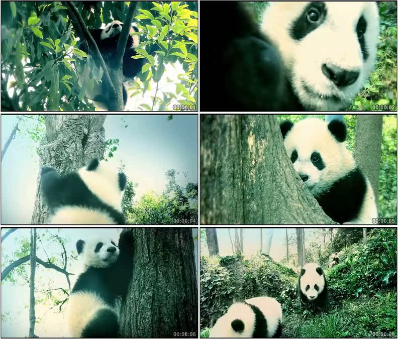 卧龙熊猫繁殖基地大熊猫爬树动物高清实拍视频素材