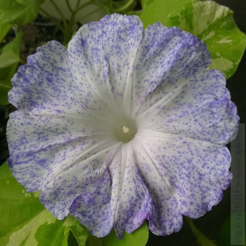 无货！初霜曰本大牵牛花种子 爬藤朝颜  喇叭