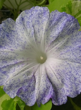 无货！初霜曰本大牵牛花种子 爬藤朝颜  喇叭