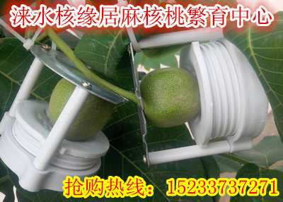 文玩核桃麻核桃官帽满天星南疆石麦穗虎头定型夹板模具特价包邮