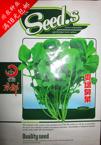 臭菜种子特菜奇味菜 芝麻香味四季种 生长快调味佳品 芝麻菜蔬菜