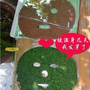限时买2盒送1盒 FEIZILANYA天然海藻蚕丝面膜 会发芽海藻 10片装