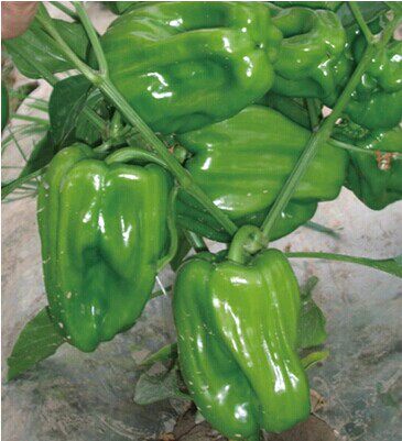 农家薄皮泡椒种孑布朗皱皮海椒灯笼椒种子麻辣椒盆栽菜园基地