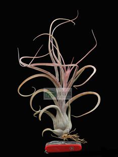 展示 空气凤梨 Tillandsia Instant Gratification