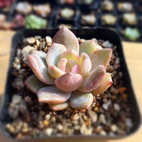 肉肉控【日本星影(外文直译)】外国进口新品种多肉实拍可选