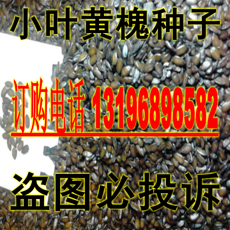 新采林木种子 小叶黄槐种子 黄花槐种子园林绿化种子   包邮