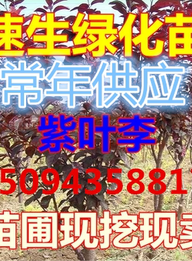 庭院植物紫叶李苗木速生紫叶李苗红叶李小苗彩色苗木紫叶李树苗