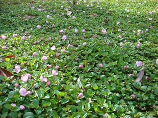地稔苗观果花叶地被植物野菍子地石榴庭院绿化美化花卉野果铺地锦