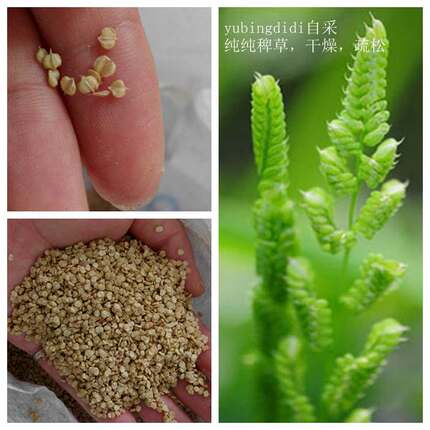 稗草籽填充枕芯颗粒状败草籽柔软舒适疏松睡觉舒服1份1斤特惠枕头