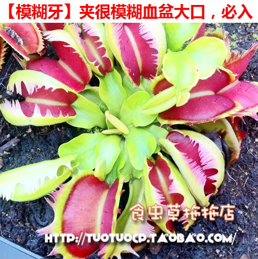 食虫植物模糊捕蝇草特色高端
