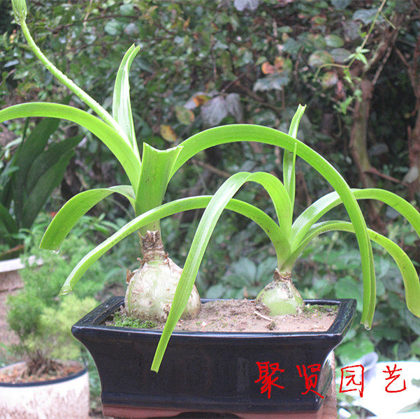 多肉虎眼万年青盆栽铁海葱水晶球玻璃球花肉质花卉开花绿植旱三奇