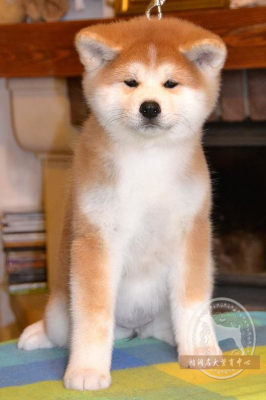 秋田 相关商品 价格 图片 优惠券 秋田相关淘宝天猫折扣查询 4 淘优券