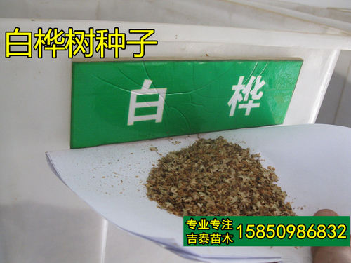新采桦木园林绿化种子