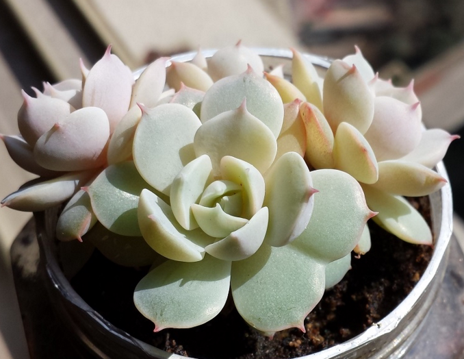 多肉植物 韩国进口多肉「雪域蓝巴黎」贵货正版叶片 叶插