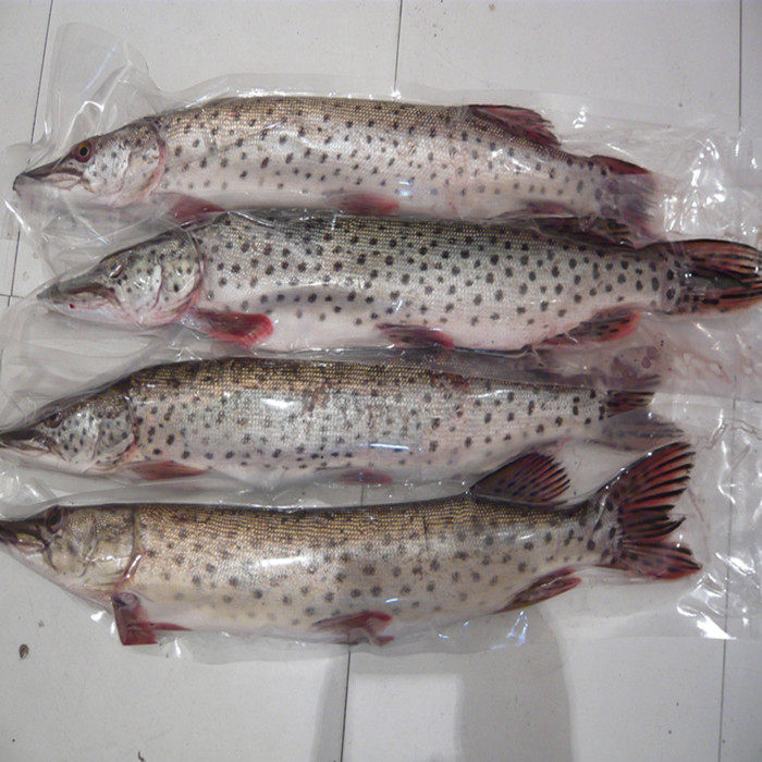 黑龙江乌苏里江抚远县特产纯江天然新鲜狗鱼开江鱼2斤顺丰包邮