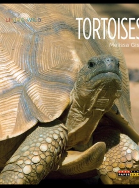 【预售】Tortoises
