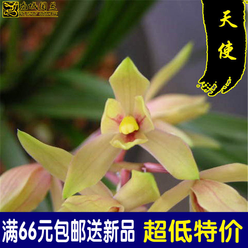 蕙兰名品 天使 冬带浓香花苞出售精品好养易活兰花苗花卉盆栽绿植