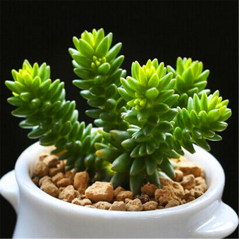 白花小松 夏季无花 绿色多肉 冬季叶尖逐渐变红 办公桌绿植