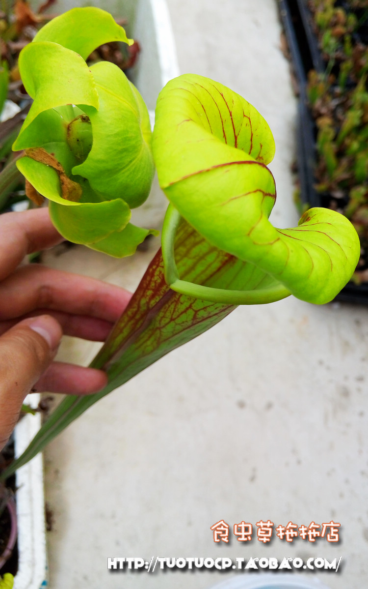 食虫植物－黄瓶子草超大成体 一物一拍 高60cm 图片摄于20150503