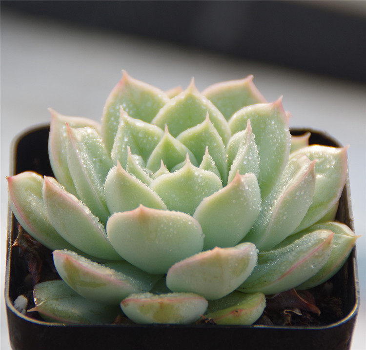 Succulent plants Moon Fairy Interesting Plants Plants flowers FULLin the Flower delivery/Flowers simulation/Plants gardening , Flowers/Potted plants (New) , Succulents  category - from Buy2taobao.com to provide professional Taobao agent buy service