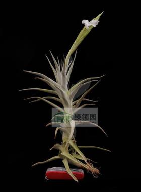 空气凤梨【展示】T.‘Bob Gilliland’(xiphioides x arequitae)