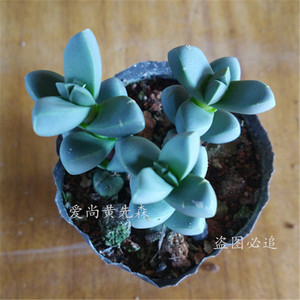 多肉植物【鹿角海棠】三株一盆自家种植办公室防辐射小盆栽