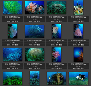 海底世界 深海生物 海洋 潜水摄影 专业高清图片 素材图库