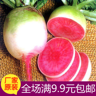 满堂红蔬菜种子心里美萝卜