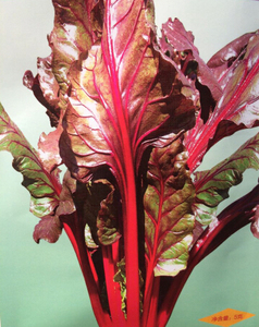 紫甜1号/红梗红叶厚皮菜种子红菾菜牛皮菜冬葵农科院蔬菜种子5g