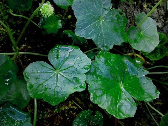 广西原生 大叶天湖葵 稀有植物盆栽 南美水陆生态缸 热带雨林水培