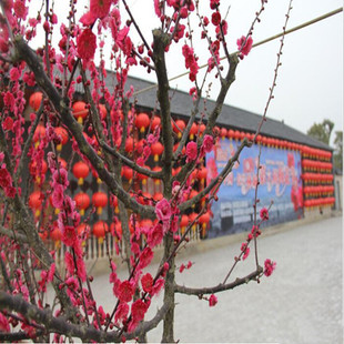 梅花 盆栽 红梅花 梅花苗 乌梅 红梅桩 树桩盆景