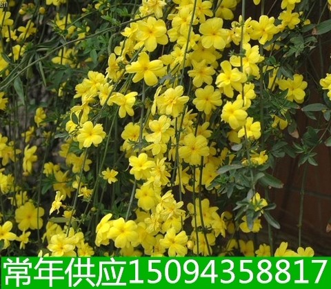 迎春植物垂吊绿化造景花卉树苗