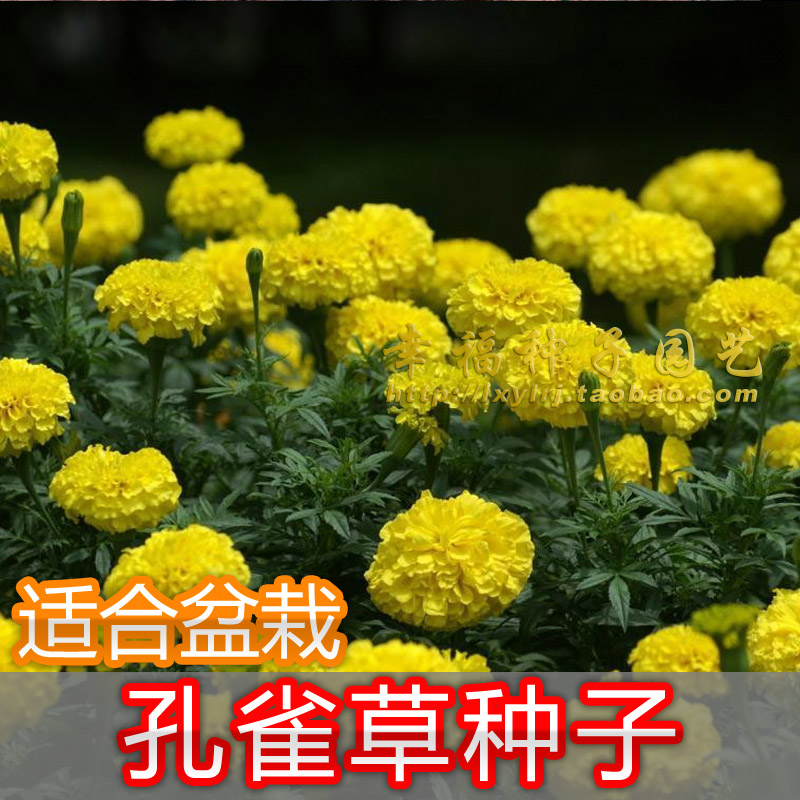 【孔雀草花种子】盆栽花卉种子 小万寿菊,红黄草,西番