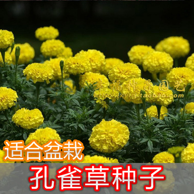 孔雀草盆栽万寿菊花卉种子