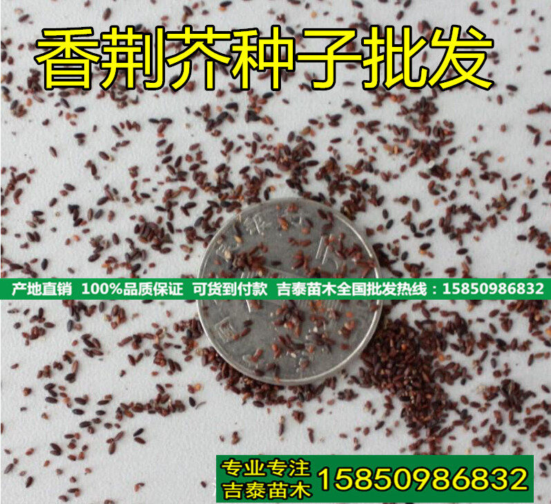 批发荆芥籽香荆芥种子 大叶荆芥种子 柠檬罗勒种子 香荆荠籽包邮