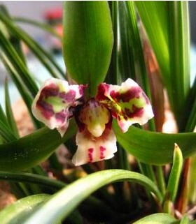 清仓价兰花春兰奇花蝶草千里马特价促销 正品保证 免邮