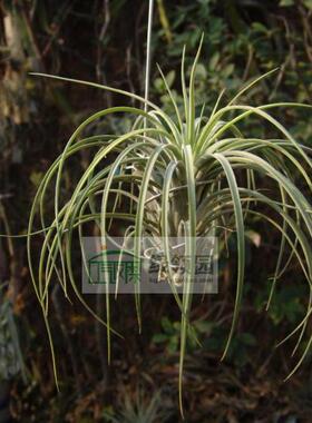 展示 空气凤梨 Tillandsia Exserta x Velutina 喷泉x天鹅