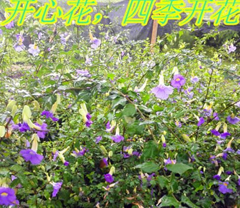绿植硬枝老鸦直立开心阳台牵牛花
