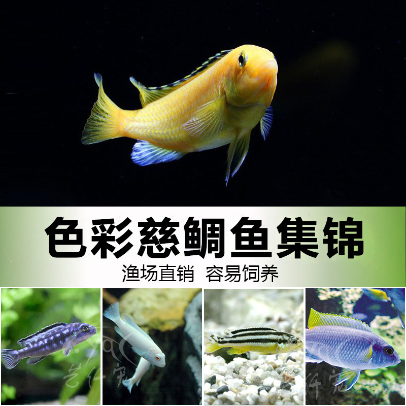 非洲三湖马湖慈鲷闪电王子红宝石雪中红阿里非洲凤凰特价包邮