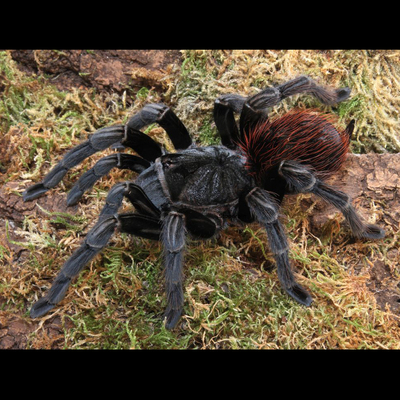 Ser rubronitens 巴拿马巨人红尾 母 TS爬魂