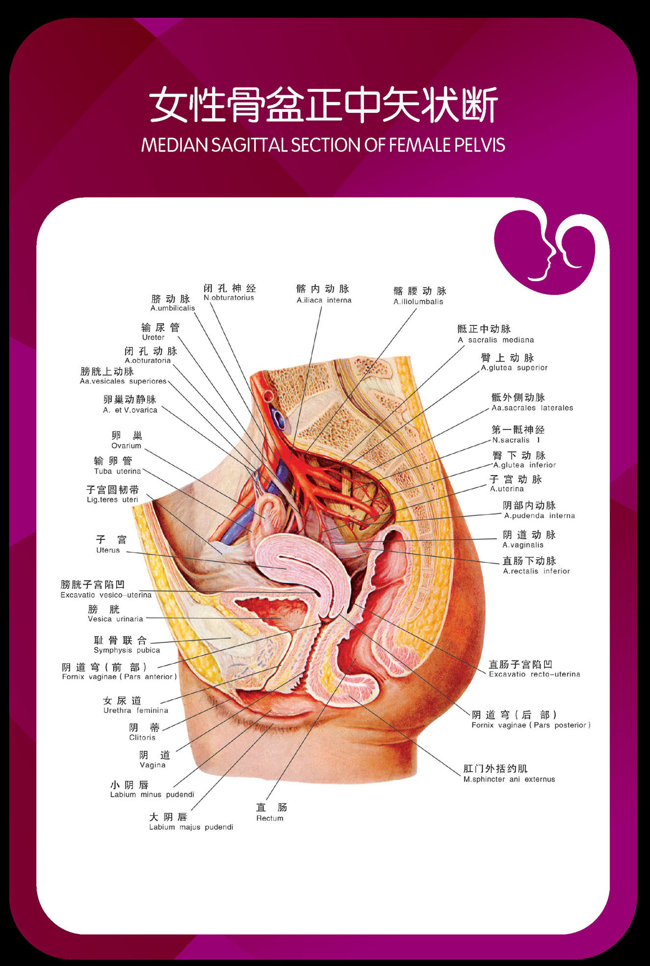 746海报印制展板写真喷绘贴纸706生殖解剖图女性骨盆