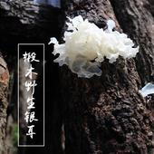 包邮 通江野生银耳新品 干货雪耳无硫熏无根糯耳500g青川椴木白木耳